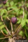 Photo: Clematis ochotensis 3.