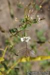 Photo: Cleome gynandra 1.