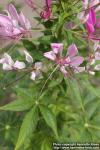 Photo: Cleome hassleriana 10.