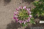 Photo: Cleome hassleriana 14.