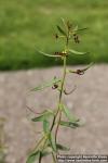 Photo: Cleome violacea 3.