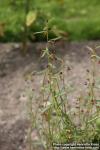 Photo: Cleome violacea 4.