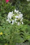 Photo: Cleome hassleriana 16.