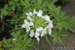 Photo: Cleome hassleriana 17.