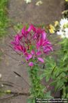 Photo: Cleome hassleriana 19.