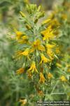 Photo: Cleome arborea 2.