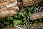 Photo: Claytonia perfoliata.