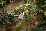 Photo: Clematis columbiana.