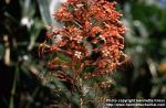 Photo: Clerodendrum paniculatum 1.