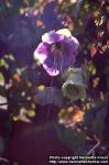 Photo: Cobaea scandens 3.