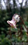 Photo: Cobaea scandens 4.