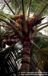 Photo: Cocos nucifera 1.