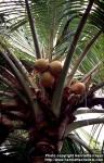 Photo: Cocos nucifera 2.