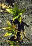 Photo: Colchicum autumnale.