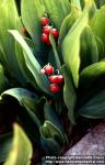 Photo: Convallaria majalis 7.