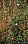 Photo: Convolvulus arvensis 4.