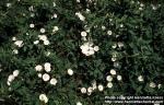Photo: Convolvulus arvensis 6.