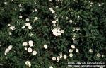 Photo: Convolvulus arvensis 6.