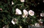 Photo: Convolvulus arvensis 7.