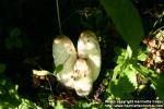 Photo: Coprinus comatus 1.