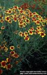 Photo: Coreopsis tinctoria 5.