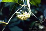 Photo: Cornus alba 1.