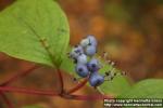 Photo: Cornus alba 3.