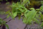 Photo: Cornus officinalis.