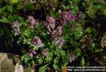 Photo: Corydalis solida.