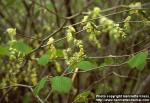 Photo: Corylopsis spicata.