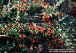 Photo: Cotoneaster nanshan 1.