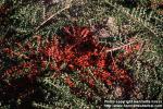 Photo: Cotoneaster nanshan.