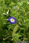 Photo: Convolvulus tricolor.