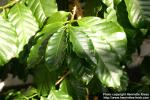 Photo: Coffea arabica 2.