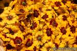 Photo: Coreopsis tinctoria 7.