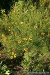 Photo: Coreopsis tinctoria 9.