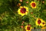 Photo: Coreopsis tinctoria 11.