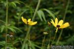 Photo: Coreopsis tripteris 1.