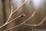 Photo: Corylus avellana 13.