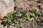 Photo: Corydalis solida 8.