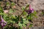 Photo: Corydalis solida 7.