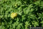 Photo: Corydalis nobilis.