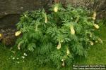 Photo: Corydalis nobilis 1.