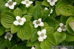 Photo: Cornus canadensis 2.