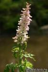 Photo: Corydalis caseana.