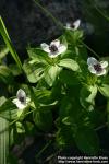 Photo: Cornus suecica 8.