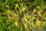 Photo: Colchicum autumnale 4.