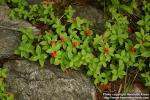 Photo: Cornus suecica 9.