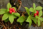 Photo: Cornus suecica 10.