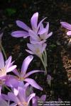 Photo: Colchicum autumnale 5.